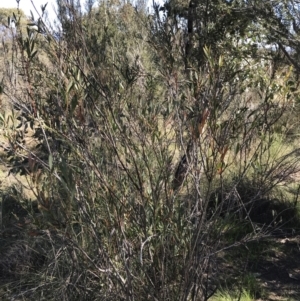 Acacia penninervis var. penninervis at Kambah, ACT - 11 Sep 2021