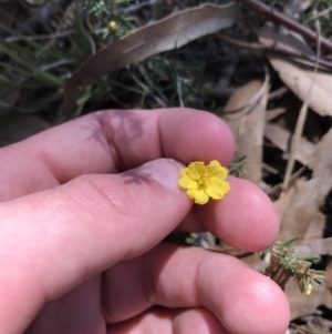 Hibbertia calycina at Kambah, ACT - 11 Sep 2021