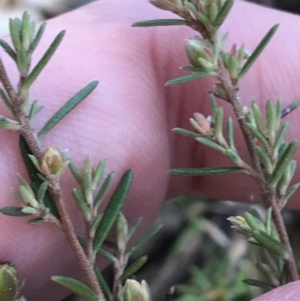 Hibbertia calycina at Kambah, ACT - 11 Sep 2021