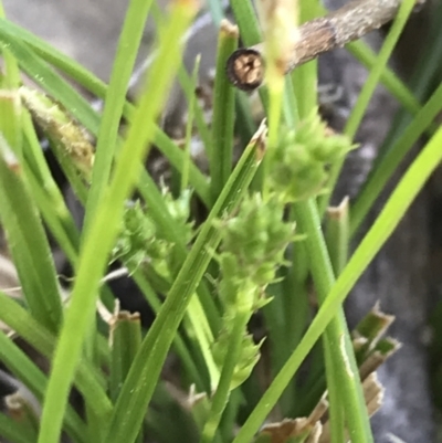 Carex breviculmis (Short-Stem Sedge) at Kambah, ACT - 11 Sep 2021 by Tapirlord