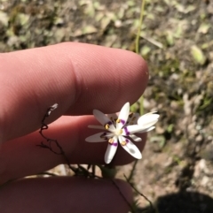 Wurmbea dioica subsp. dioica (Early Nancy) at Kambah, ACT - 11 Sep 2021 by Tapirlord