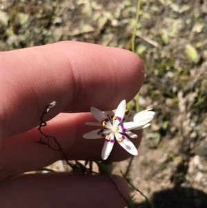 Wurmbea dioica subsp. dioica at Kambah, ACT - 11 Sep 2021 11:29 AM