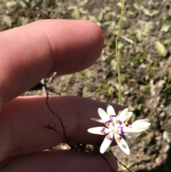 Wurmbea dioica subsp. dioica at Kambah, ACT - 11 Sep 2021 11:29 AM