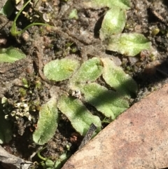 Riccia sp. (genus) (Liverwort) at Kambah, ACT - 11 Sep 2021 by Tapirlord