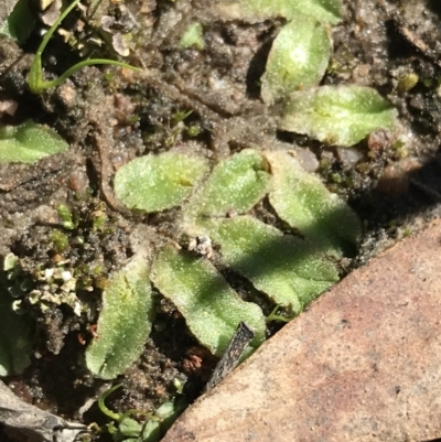 Riccia sp. (genus) (Liverwort) at Kambah, ACT - 11 Sep 2021 by Tapirlord