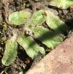 Riccia sp. (genus) at Kambah, ACT - 11 Sep 2021 11:29 AM