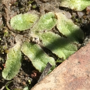 Riccia sp. (genus) at Kambah, ACT - 11 Sep 2021 11:29 AM