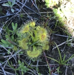 Drosera sp. (A Sundew) at Kambah, ACT - 11 Sep 2021 by Tapirlord