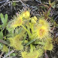 Drosera sp. at Kambah, ACT - 11 Sep 2021