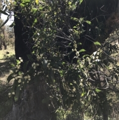 Acacia melanoxylon (Blackwood) at Kambah, ACT - 11 Sep 2021 by Tapirlord