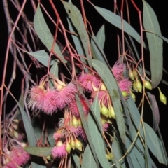 Eucalyptus sideroxylon (Mugga Ironbark) at Gordon, ACT - 7 Sep 2021 by MichaelBedingfield