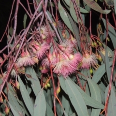 Eucalyptus sideroxylon (Mugga Ironbark) at Gordon, ACT - 7 Sep 2021 by MichaelBedingfield