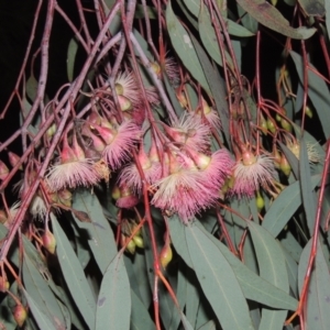 Eucalyptus sideroxylon at Gordon, ACT - 7 Sep 2021 08:57 PM