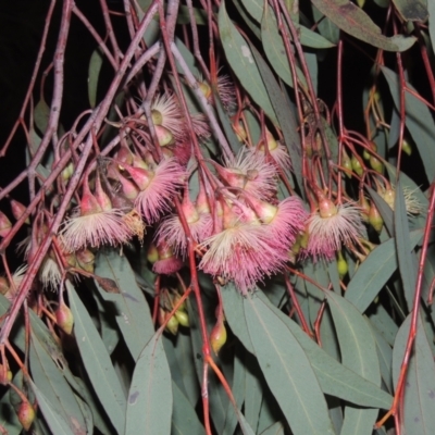 Eucalyptus sideroxylon (Mugga Ironbark) at Pine Island to Point Hut - 7 Sep 2021 by michaelb