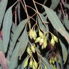 Eucalyptus sideroxylon at Gordon, ACT - 7 Sep 2021 08:57 PM