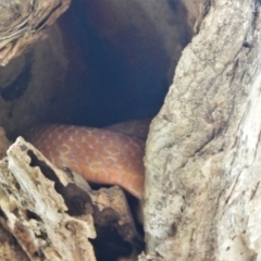 Boiga irregularis at Cranbrook, QLD - 5 Nov 2019 by TerryS