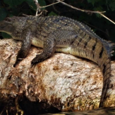 Crocodylus johnstoni (Freshwater Crocodile) at Douglas, QLD - 28 Aug 2021 by TerryS