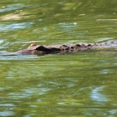 Crocodylus johnstoni (Freshwater Crocodile) at Cranbrook, QLD - 10 Feb 2020 by TerryS