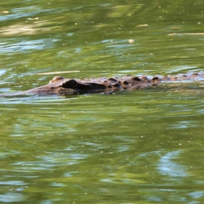 Crocodylus johnstoni (Freshwater Crocodile) at Cranbrook, QLD - 10 Feb 2020 by TerryS