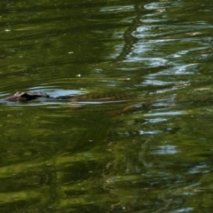 Crocodylus johnstoni (Freshwater Crocodile) at Douglas, QLD - 9 Feb 2020 by TerryS