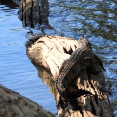 Crocodylus johnstoni (Freshwater Crocodile) at Cranbrook, QLD - 9 Sep 2019 by TerryS