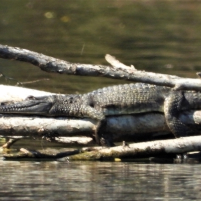 Crocodylus johnstoni (Freshwater Crocodile) at Douglas, QLD - 16 Sep 2019 by TerryS