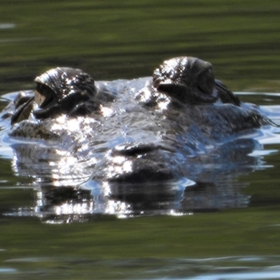 Unidentified Crocodile at Cranbrook, QLD - 18 Sep 2019 by TerryS