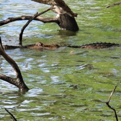 Crocodylus johnstoni (Freshwater Crocodile) at Cranbrook, QLD - 27 Oct 2019 by TerryS