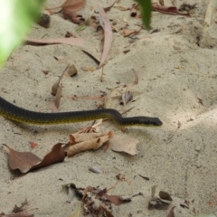 Dendrelaphis punctulatus (Green Tree Snake) at Cranbrook, QLD - 27 Oct 2019 by TerryS