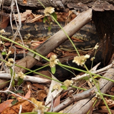 Morelia spilota mcdowelli (Eastern, Coastal or McDowell's Carpet python) at Cranbrook, QLD - 30 Oct 2019 by TerryS