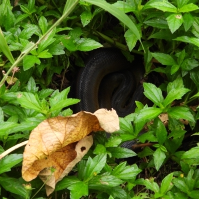 Unidentified Snake at Cranbrook, QLD - 17 Apr 2021 by TerryS