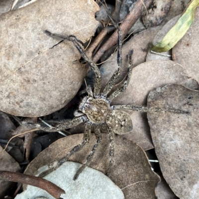 Neosparassus sp. (genus) (Unidentified Badge huntsman) at Wandiyali-Environa Conservation Area - 16 Sep 2021 by Wandiyali
