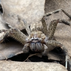 Neosparassus sp. (genus) at Googong, NSW - 16 Sep 2021