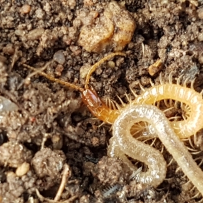 Geophilomorpha sp. (order) (Earth or soil centipede) at Fraser, ACT - 16 Sep 2021 by trevorpreston