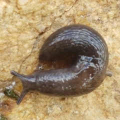 Deroceras laeve (Marsh Slug) at Dunlop Grasslands - 16 Sep 2021 by tpreston