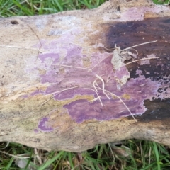 Phlebiopsis crassa (A corticioid or paint fungi) at Dunlop Grasslands - 16 Sep 2021 by tpreston