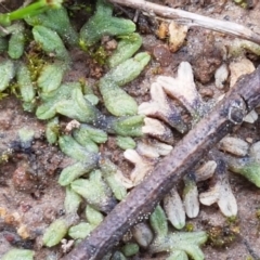 Riccia subbifurca (Liverwort) at Fraser, ACT - 16 Sep 2021 by tpreston