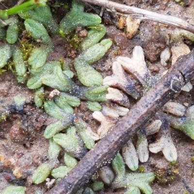 Riccia subbifurca (Liverwort) at Dunlop Grasslands - 16 Sep 2021 by trevorpreston
