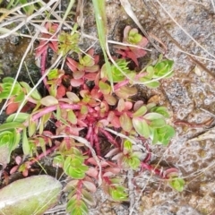 Lythrum hyssopifolia (Small Loosestrife) at Dunlop, ACT - 16 Sep 2021 by tpreston