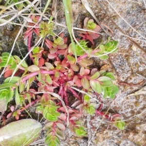 Lythrum hyssopifolia at Dunlop, ACT - 16 Sep 2021 11:35 AM