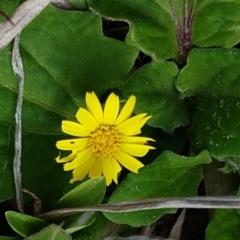 Cymbonotus sp. (preissianus or lawsonianus) (Bears Ears) at Dunlop, ACT - 16 Sep 2021 by tpreston