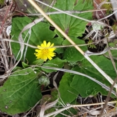 Cymbonotus sp. (preissianus or lawsonianus) at Dunlop, ACT - 16 Sep 2021