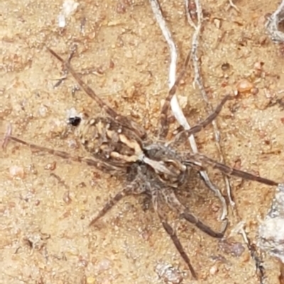 Venatrix pictiventris (Four-spotted Huntress) at Dunlop, ACT - 16 Sep 2021 by tpreston