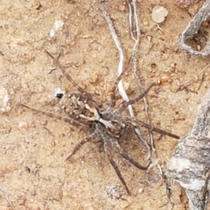 Venatrix pictiventris at Dunlop, ACT - 16 Sep 2021