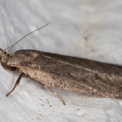 Oecophoridae provisional group 5 at Melba, ACT - 11 Sep 2021