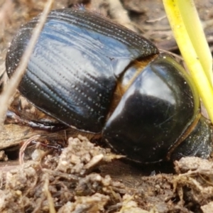 Heteronychus arator at Fraser, ACT - 16 Sep 2021