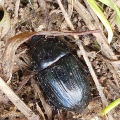 Heteronychus arator at Fraser, ACT - 16 Sep 2021