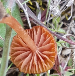 Laccaria sp. at Fraser, ACT - 16 Sep 2021