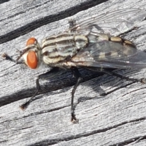 Sarcophagidae sp. (family) at Fraser, ACT - 16 Sep 2021