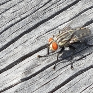 Sarcophagidae sp. (family) at Fraser, ACT - 16 Sep 2021